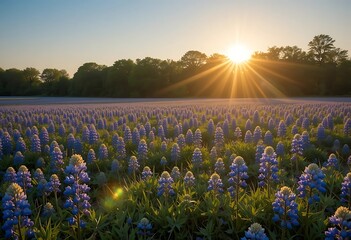 field of flowers