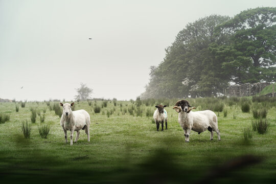 Schafe auf der Weide im Morgennebel