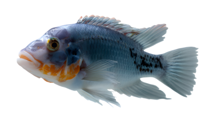 beautiful cichlid fish