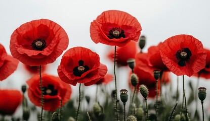 Obraz premium Closeup of Vivid Red Poppies in a Field