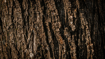 Close up tree bark texture as a wooden background. Tree bark in sunlight copy space.
