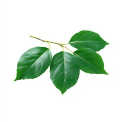 Fototapeta premium Branch with green leaves isolated on white background