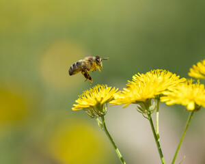 Imagen de abeja sobrevolando flor con polen en patas