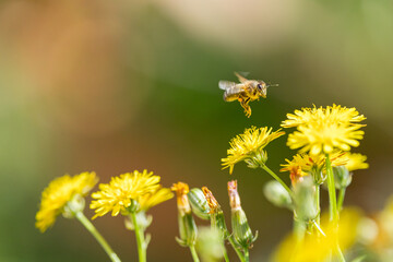 Abeja sobrevolando flor sobre fondo colorido