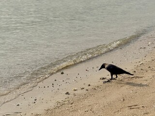A solitary crow stands at the shoreline, pecking at scattered debris on the wet sand as gentle waves roll in quietly from the sea.