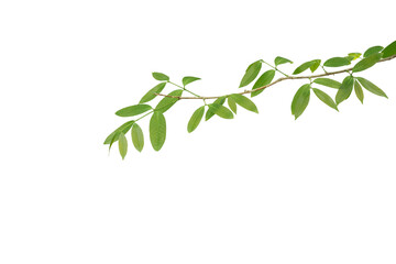 branch leaves or green leaf isolated. Tree Leaf Frame