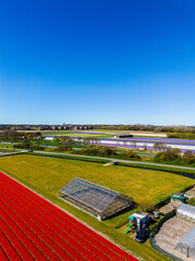 A vibrant tulip field in full bloom stretches across the foreground, with a greenhouse nearby. In...
