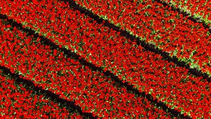 A stunning aerial view of tulip fields in bloom, with perfectly aligned horizontal rows of vibrant...