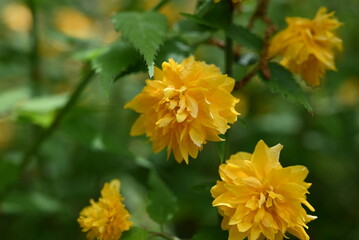 Japanese Keria flowers in full bloom. Double-flowered variety. Rosaceae deciduous flowering shrub. Numerous bright yellow flowers bloom in early summer.