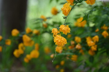 Japanese Keria flowers in full bloom. Double-flowered variety. Rosaceae deciduous flowering shrub. Numerous bright yellow flowers bloom in early summer.