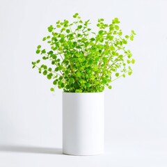 Green plant in a pot, isolated on white background
