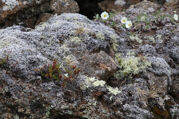 Arctic flowers, moss and lichen growing on volcanic soil and rocks