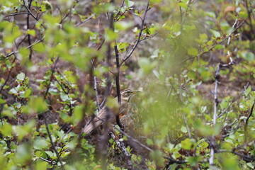 redwing bird camouflaged in dense foliage of northern woodland