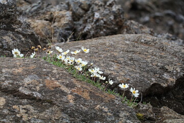 delicate white flowers growing in the crack of a big boulder