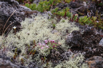 delicate alpine wildflowers and lichen growing in volcanic soil of a tundra landscape