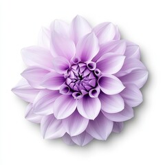 Fototapeta premium Close Up of a Light Purple Dahlia Flower on White Background