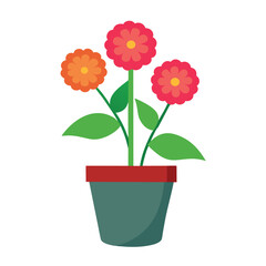 A create many zinnia flower brance and with pot on white background 3.