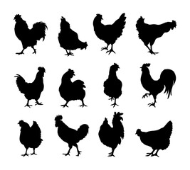 vector silhouette hen chicken illustration