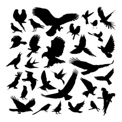 Obraz premium vector set silhouette of birds illustration