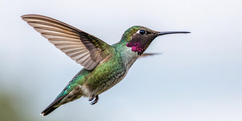 White Background Hummingbird Bird Photos