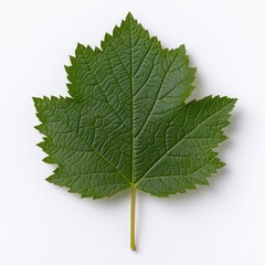 Detailed Close up of a Single Green Leaf on White Background