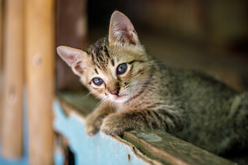Portrait of a gray striped kitten, he lies and looks at the camera