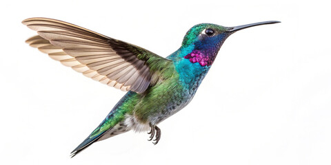 Obraz premium Hummingbird Bird Images White Background