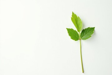 Fototapeta premium Single, delicate sapling against pure white backdrop , element, clean, texture