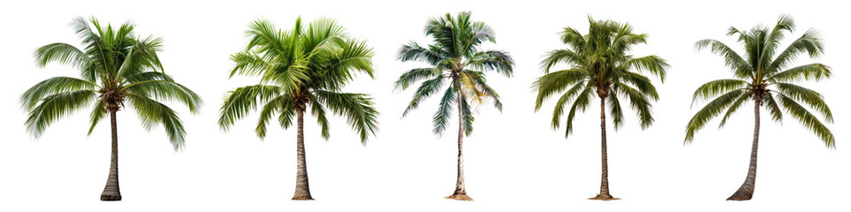 Naklejka premium PNG Tropical palm trees isolated background, elements on transparent background
