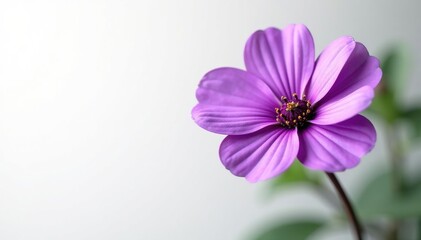Single purple flower, isolated on white background, violet, vibrant