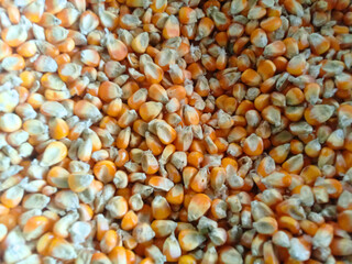 Corn kernels background, closeup of dried orange-yellow maize seeds used for animal feed, food production, and biofuel, showing organic texture and agricultural abundance.

