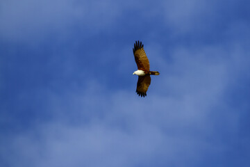 The Brahmin Kite (Haliastur indus), also known as the red-backed sea eagle in Australia, is a medium-sized bird of prey found in southern India, southeast Asia and Australia.