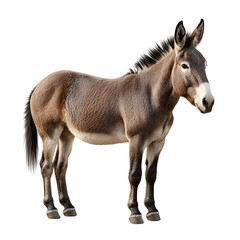 Obraz premium Isolated Transparent Die cut, Young donkey standing gracefully in a natural outdoor setting