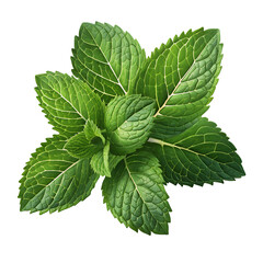 Banana Blossom and Fresh Mint Leaves Isolated on Transparent Background | Food and Herb PNG Clipart