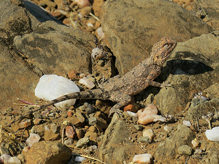 southern rock agama Agama atra Lizard Resting on Rocky Ground in Natural Outdoor Environment