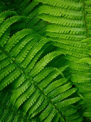 green fern leaves in spring 