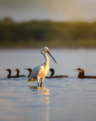 Eurasian spoonbill stands in the calm waters of a Mannar lagoon in Sri Lanka at sunrise. White plumage glowing softly in the golden morning light. Several cormorants swim behind.