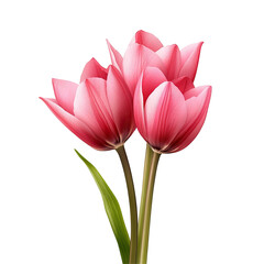 Three vibrant pink tulips  Detailed close-up of flower petals, stem, and leaves  Beautiful spring blossoms