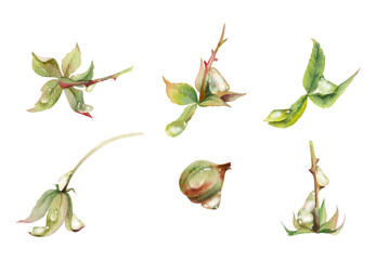 Raspberry fruit receptacle seed pod torus cluster petals leaves on stem in water dew drops, hand drawn in watercolor, forest dewberry mulberry cloudberry. Botanical isolated element illustration set