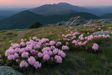 Fototapeta premium Beautiful, colorful pink rhododendron flowers on the mountain hill at sunset, Carpathian Mountains, Ukraine. 