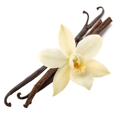 a white vanilla flower with a sticks isolated on white background PNG