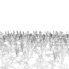 A field of tall grass with a few flowers scattered throughout. The image is in black and white and has a somewhat somber mood