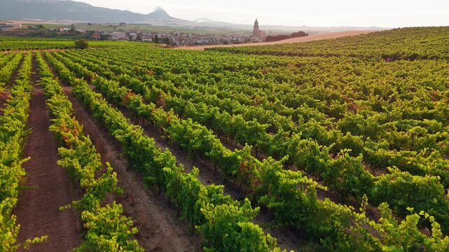Beautiful vineyard in Basque country, Spain, at sunset