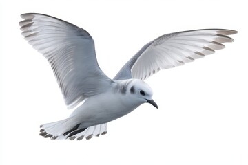 Obraz premium Elegant Kittiwake in Flight: A Detailed Look at the Black-Legged Gull Against a Natural Arctic Backdrop