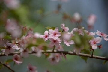 Cherry blossom. Pink flowers of cherry tree. Branch of pink spring Sakura flowers.