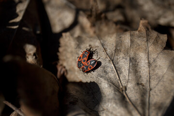 Pyrrhocoris apterus. The firebug. Natural colorful close-up on a brilliant red firebug, Pyrrhocoris apterus. Mating of insects. Colony of insects in nature. Pyrrhocoridae. 