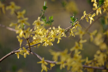 Forsythia. Easter tree flowers. Yellow blooming Forsythia flowers in spring close up. Forsythia, intermedia or golden bowl. Branches with yellow flowers and green leaves