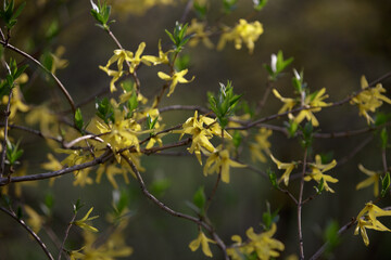 Forsythia. Easter tree flowers. Branches with yellow flowers and green leaves. Yellow blooming Forsythia flowers in spring close up. Forsythia, intermedia or golden bowl. 
