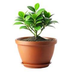 Fototapeta premium plant in a pot