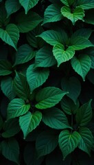 Fototapeta premium Dark, mysterious foliage pattern Deep green & black leaves intertwine , gothic, vine, dark green